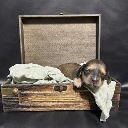 Amelia - Shaded Cream - Cream female Dachshund puppy in Statesville, North Carolina from Lakeside Dachshunds