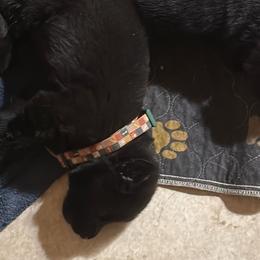 Green  multi collar boy - Black male German Shepherd puppy in Centralia, Illinois from Janices AKC German Sheperds LLC