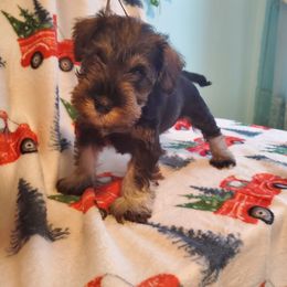 Girl 2 - Salt and pepper Miniature Schnauzer puppy in Parma, Ohio from Nature's Nook