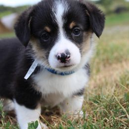 Pembroke Welsh Corgi Puppies from Fire Sweep Ranch