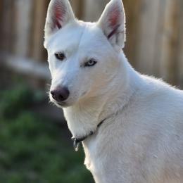 Ellie - Siberian Husky