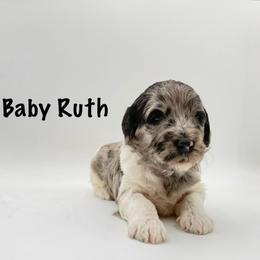 Baby Ruth - Merle female Goldendoodle puppy in Milford, Pennsylvania from Doodles Are Golden