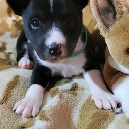 Basenji Puppies from Tammen's Kennel