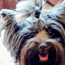 Reece - Yorkshire Terrier