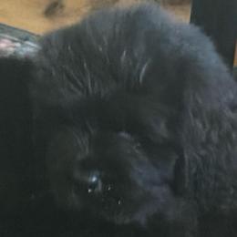 Black puppy girl - Black female Newfoundland puppy in St Cloud, Minnesota from BurningEmbers