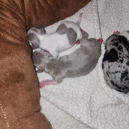 VIXEN - Silver female Chihuahua puppy in Fort Myers, Florida from Legends Frenchton's, French Bulldogs ,Boston Terriers, Reindeer chihuahuas & French Bullhuahua's