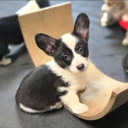 Turbo - Full Throttle Litter - Brindle and white male American Corgi puppy in Lithia, Florida from Diamondcrest Inc