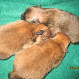 Pomeranian Puppies from Storm Pomeranians