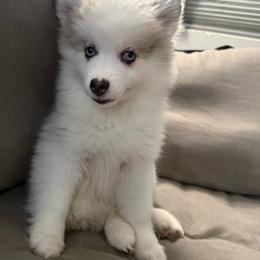 Thumper - Merle female Pomsky puppy in West Sacramento, California from Pinkie's Pomskies