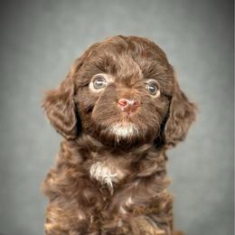 Phoebe - Red tri-color female Aussiedoodle puppy in Ivanhoe, Virginia from P3 Kennel