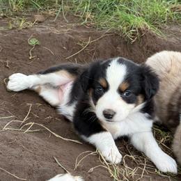 Sadie - Black tri female Miniature Australian Shepherd puppy in Marion, Michigan from Highland Hills Mini Aussies