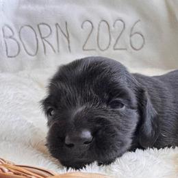 Binx - Black male Dachshund puppy in Wallingford, Kentucky from Hensley Homestead Dachshunds
