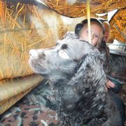 Boykin Spaniel and Labrador Retriever All Grown Up from Copper Creek Outfitters and Kennel