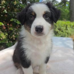 Snickers - Black tri-color male Australian Shepherd puppy in Summerville, South Carolina from Flowertown Aussies