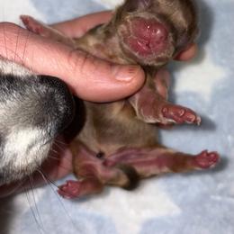 Peanut - Chocolate sabled fawn male Chihuahua puppy in Franklin, North Carolina from A&J Cutie Pawtooties
