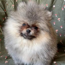 Little Davie - Orange sable male Pomeranian puppy in Coram, New York from Willow Dove Pugs