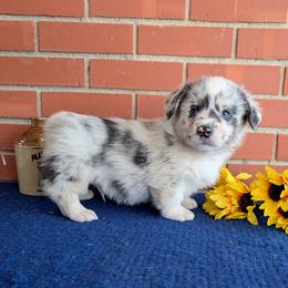 Jones - Blue merle and white male American Corgi puppy in Shawnee, Oklahoma from Sunray Ranch