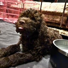 Boy 5 - Brown male Lagotto Romagnolo puppy in Southbury, Connecticut from dei Allegre Lagotto Romagnolo