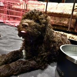 Boy 5 - Brown male Lagotto Romagnolo puppy in Southbury, Connecticut from dei Allegre Lagotto Romagnolo