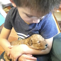 Goldendoodle and Shetland Sheepdog Puppies from Odyssey Kennels
