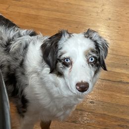 Luna - Australian Shepherd