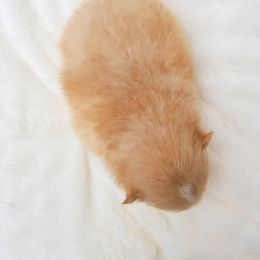 Pomeranian Puppies from Deborah's Darlings