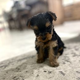Yorkshire Terrier puppies from Baby Doll Face Yorkies