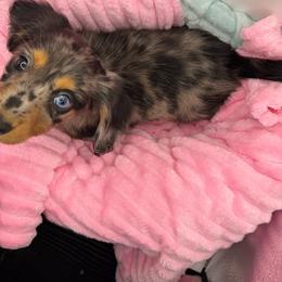 Polly - Dapple female Dachshund puppy in Mountain Home, Arkansas from Furry Friends Kennel