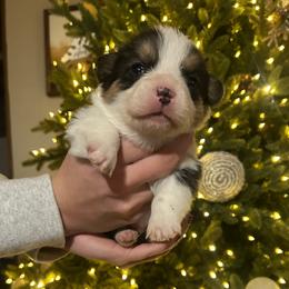 Boy 3 - Black and tan male Pembroke Welsh Corgi puppy in Honey Grove, Texas from JK Ranch Corgis