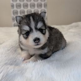 Lenny Male Blue Eyes - Gray and white male Pomsky puppy in Hurleyville, New York from My Crazy Pomskys