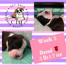 Girl 2 - Brindle Boxer puppy in Jupiter, Florida from CJM Boston and Boxer Puppies