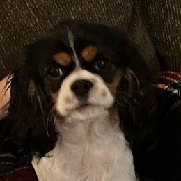 Callie - Cavalier King Charles Spaniel