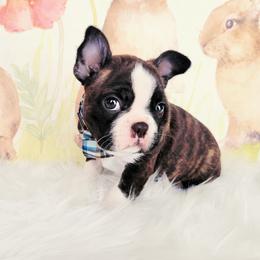 Boston Terrier Puppies from Our Gang Bostons