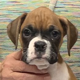 Boy 2 - Boxer puppy in Elyria, Ohio from Just-A-Wyn Boxers