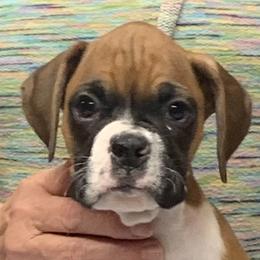 Boy 2 - Boxer puppy in Elyria, Ohio from Just-A-Wyn Boxers
