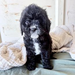 Boy 3 - Black and white male Cavapoo puppy in Bloomfield, Iowa from Schooley Doodles