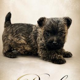 Pink - Brindle female Cairn Terrier puppy in Pottersville, Missouri from Cairn Terriers of Heatherridge,LLC