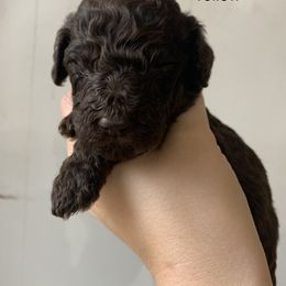 Male, Yellow - Poodle puppy in Bowling Green, Kentucky from Wilkins Standard Poodles