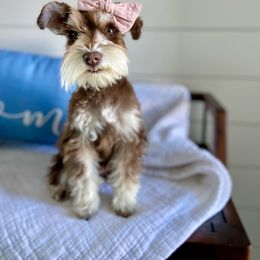Bali - Miniature Schnauzer