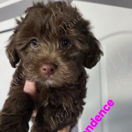 Independence - Brown and white female Aussiedoodle puppy in Loveland, Colorado from A&L Ranch Aussiedoodles