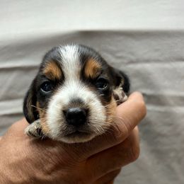 Lucky - Black tan and bluetick female Beagle puppy in Brownsboro, Texas from Willow Bark Beagles