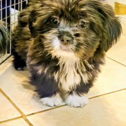 Echo - Black female Lhasa Apso puppy in Hillsboro, Oregon from Luv-N-Laughter Lhasa Apsos