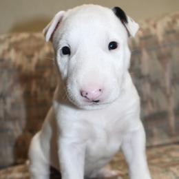 Dale - White male Bull Terrier puppy in Cincinnati, Ohio from HP BULL’S