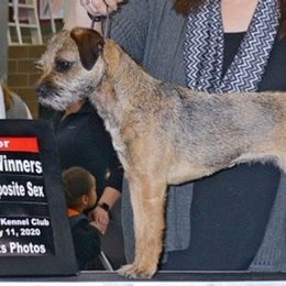 Border Terriers from Wendi Donaldson