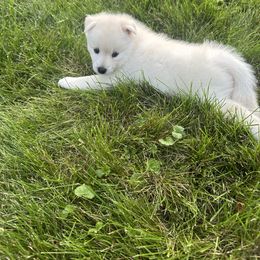 Liberty - White male Pomsky puppy in Marshall, Minnesota from Miles of Smiles Pomskies