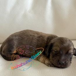Draco - Cream male Dachshund puppy in Peyton, Colorado from Dachshund Universe