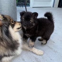 Finnish Lapphund Puppies from Sue Kidder/Lighthouse Lapphunds southern Branch