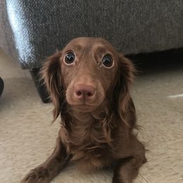 Remy - Dachshund