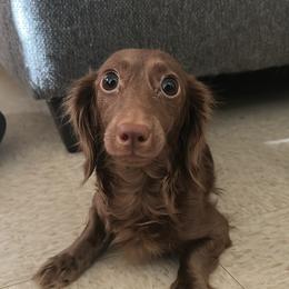 Remy - Dachshund