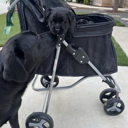 Golden Retriever and Labrador Retriever Puppies from The Golden Leash Kennels